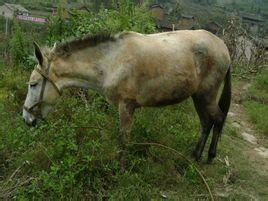 骡马的拼音怎么读音写，骡马的骡怎么读