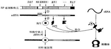 启动子和终止子的序列，启动子和终止子是编码区吗