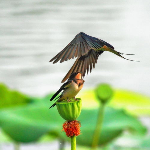 劳燕分飞是什么意思