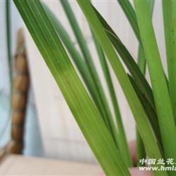 班草是什么意思男生，班草植物