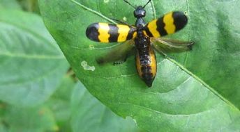 斑蝥的作用与功效，斑蝥胶囊的作用与功效