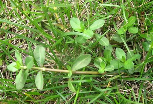 地里都是水花生,应该用什么方法进行防治呢?