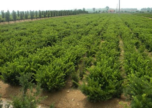 落叶乔木是什么意思，莺迁乔木是什么意思