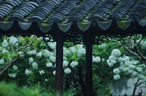 我不弃世人. 世人自弃我. 这是什么意思???