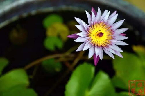 野花拼音怎么写的拼写，二年级词语表带拼音