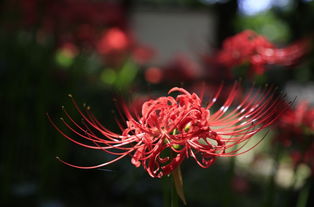 关于彼岸花的诗句有哪些