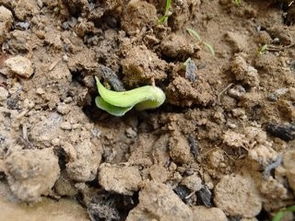 童孙未解供耕织,也傍桑阴学种瓜。是什么意思?