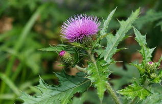 大蓟小蓟区别与功效与作用
