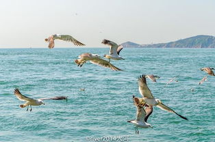 海驴岛官网购票平台，海驴岛船票在哪买