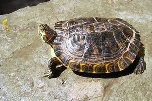 乌龟王八是什么意思，许愿池的王八是什么意思