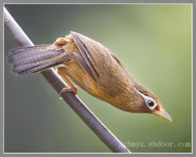 什么是鸟媒传粉?