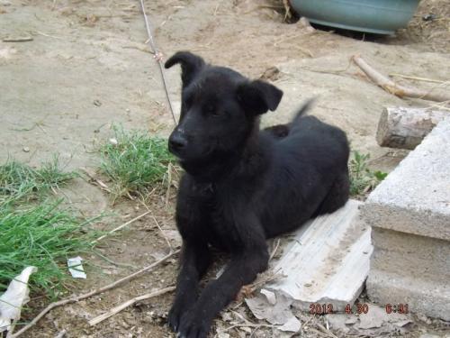 五十多情鸡犬不宁的意思，鸡犬不宁的意思解释图片