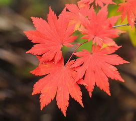 枫叶的拼音拼读，枫林的拼音