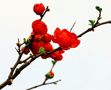 具有梅花精神的人物有哪些 具有梅花精神的人物有哪些呢