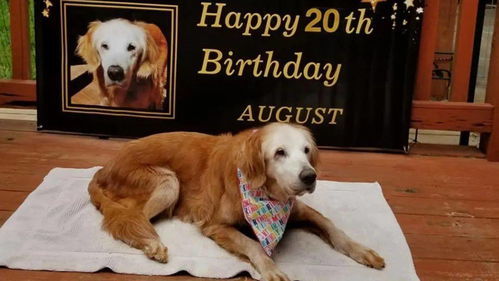 狼心狗肺的意思打一生肖，狼心狗肺的意思翻译