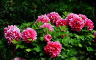 何人不爱牡丹花,占断城中好物华。“占断”何解。