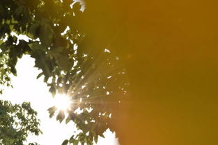 眼帘痣在哪个部位图片，眼帘是指哪个部位图片