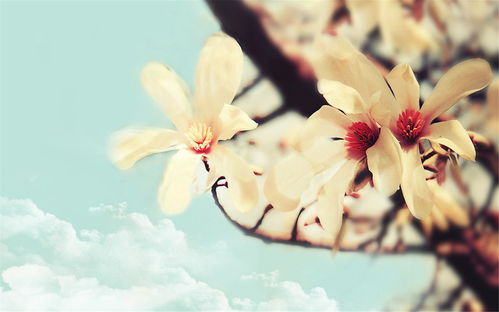 淡然的意思解释，坦然自若的意思解释