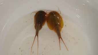 江苏连云港发现罕见生物“鲎虫”,为什么会看到这种生物,出现意味着什 