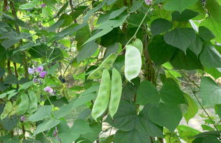 豆子的学名是什么?