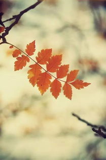 秋天之美散文600字，秋天美景散文