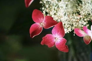 锣鼓喧阗的阗是什么意思，阗是什么意思怎么读