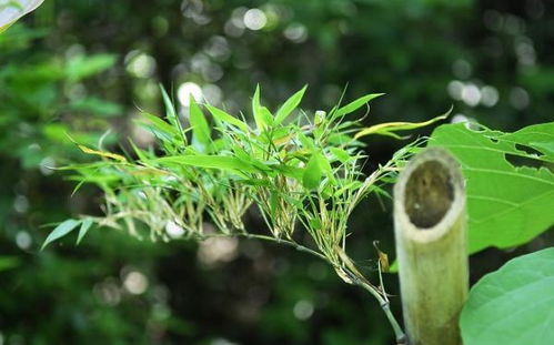 _芽的成语_芽的成语是什么