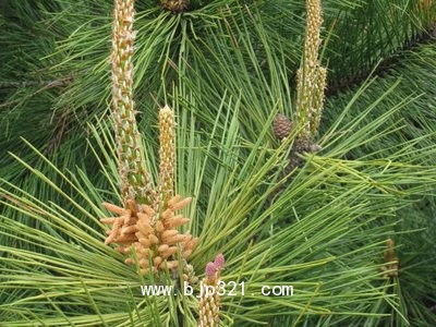 松针的功效与作用