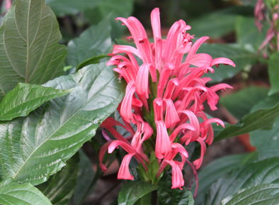 珊瑚花叶子蔫了怎么办(珊瑚花叶子发黄咋办)