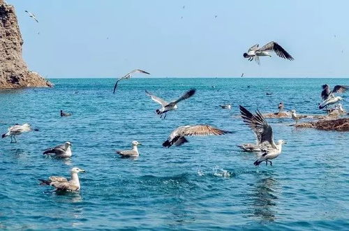 被称为海驴的是什么动物