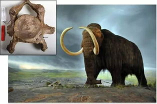 近亲繁殖是什么意思，近亲繁殖的猫会出现什么问题