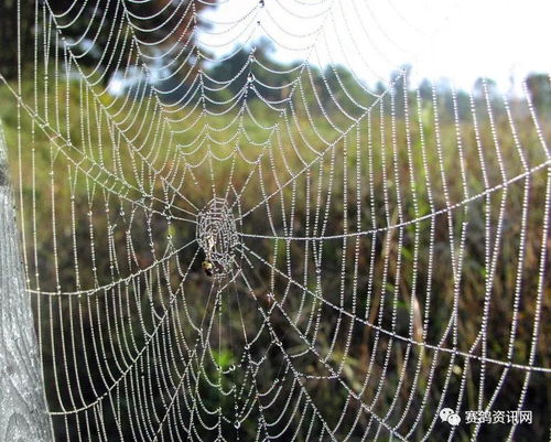 朱字组词和拼音，蜘蛛的蛛字组词