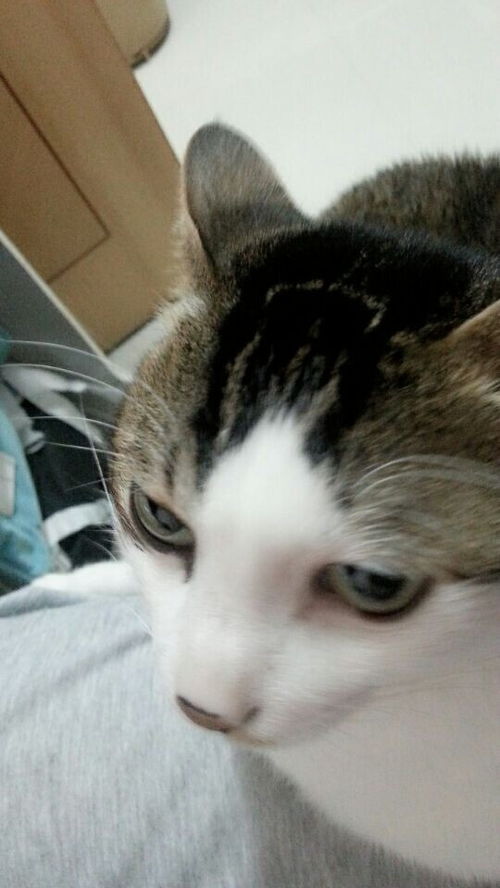 瞪的拼音和词语