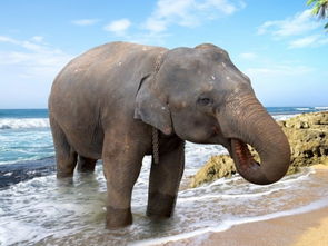 梦到大象是什么寓意