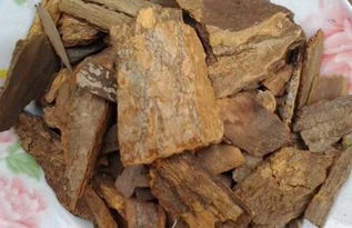 樟树皮剥了一圈能活多久