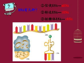 rRNA有什么作用?