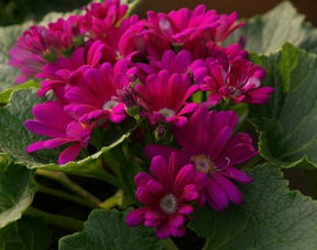 温室里的花朵形容一个人是什么意思，温室里的花朵反义词