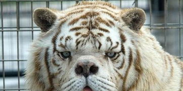 猫可以近亲繁殖吗?