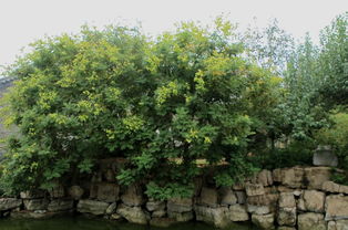 秋天的成语和诗句