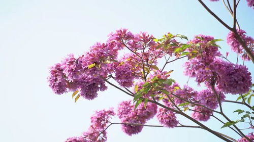 还春一把锈，还春讲了什么