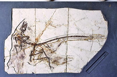 古生代时期出现的森林大部分是，古生代时期的动物