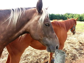 马脸女人面相，马脸男人面相分析