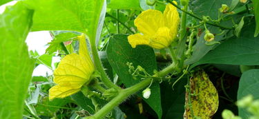 也傍桑阴学种瓜的意思200字，也傍桑阴学种瓜打一动物