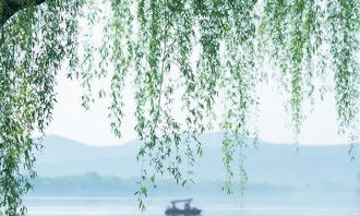 惆怅东栏一株雪,人生看得几清明，人生看得几清明表达什么情感