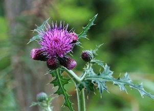 大蓟根治疗鼻炎，大蓟和小蓟的区别