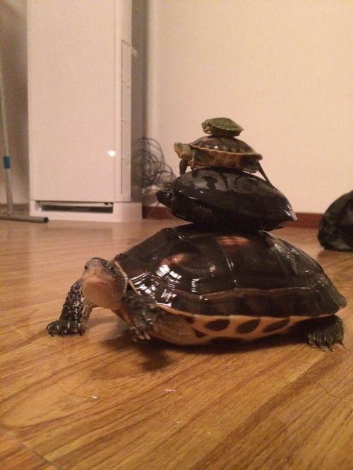 王八的意思王八的意思是什么