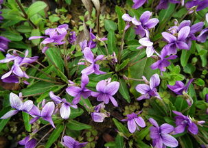 地丁有几种 地丁介绍