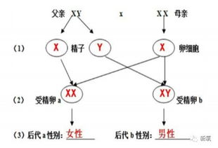 假使,假说,假想的区别