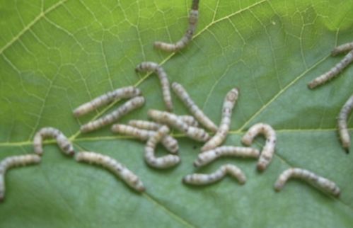 簇字组词和部首，簇字组词造句