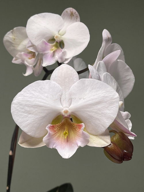 笛子的花舌怎么吹